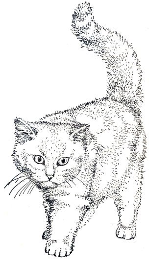 Раскраски кошка маруська (44 фото)