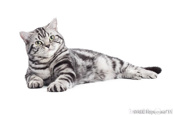 Котики серые для печати