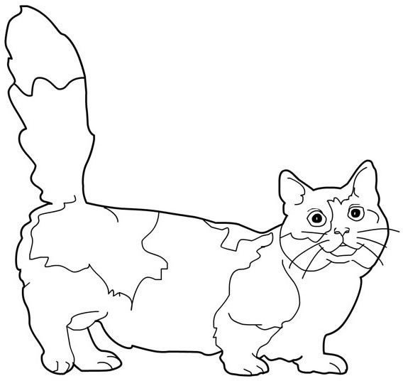 Кот Манчкин раскраска