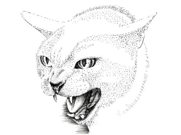 Злой кот раскраска