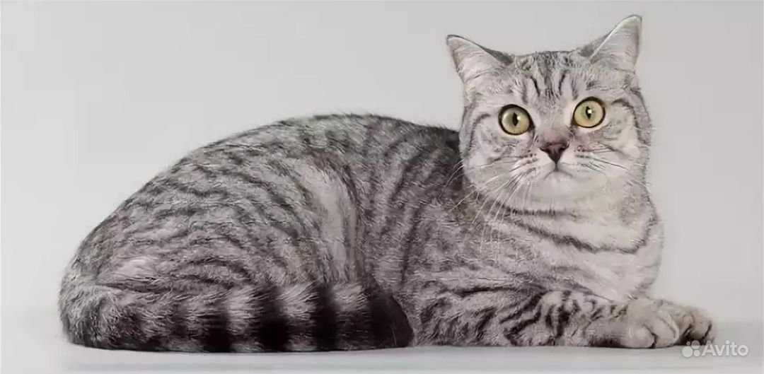 Новосибирцы показали, кто вырос из их котят — милые фото котиков - 7 октября - витамин-п-байкальский.рф