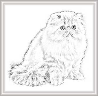 Персидская кошка раскраска