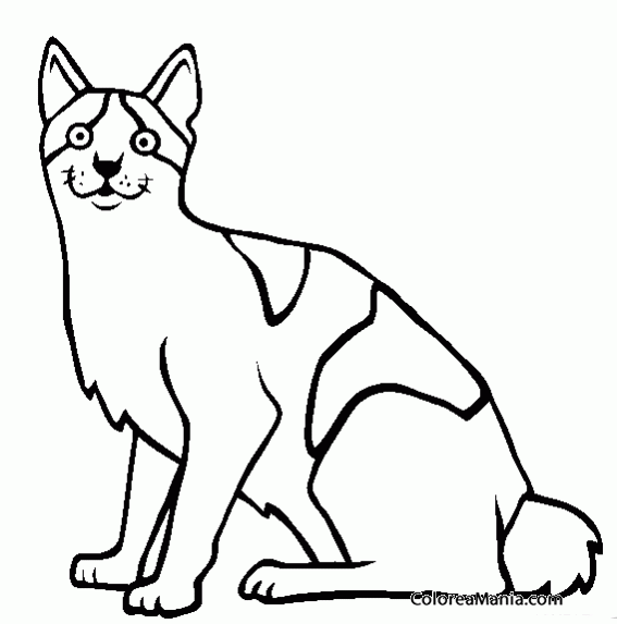 Раскраски кошки Курильский бобтейл