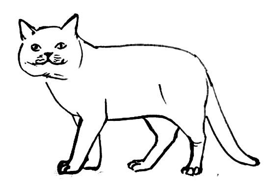 Раскраска британский кот