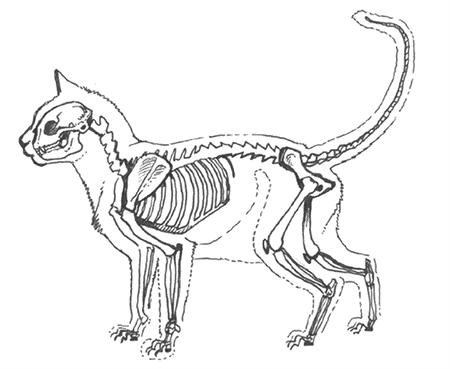 Раскраски кот скелета (40 фото)