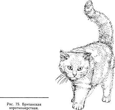 Раскраски кошки британцы (45 фото)
