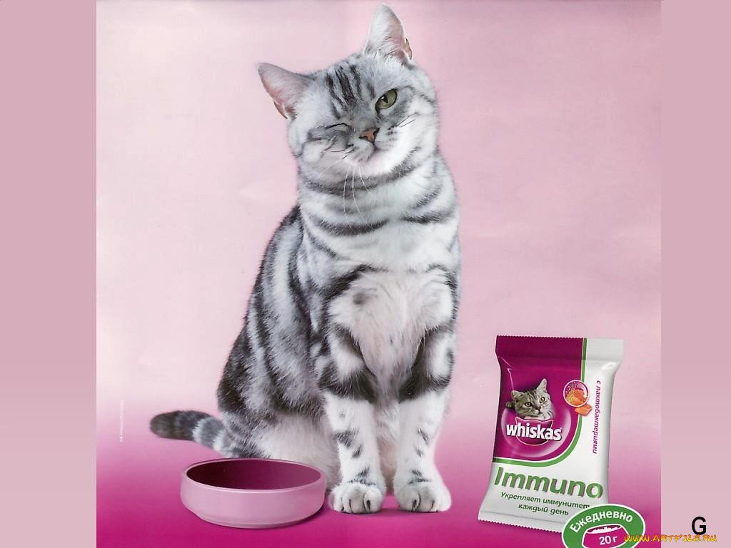 Включи вискас бессмертный. Реклама корма вискас. Whiskas для котят реклама. Реклама вискас корм для кошек. Рекламная кошка вискас.