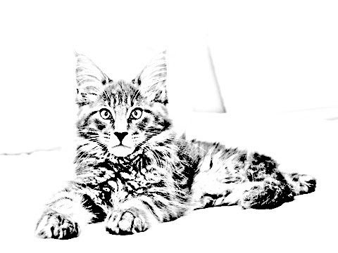 Кот Мейн кун