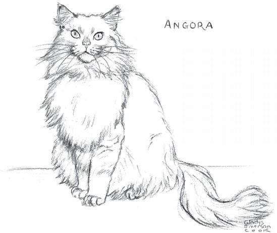 Раскраски невская кошка (44 фото)