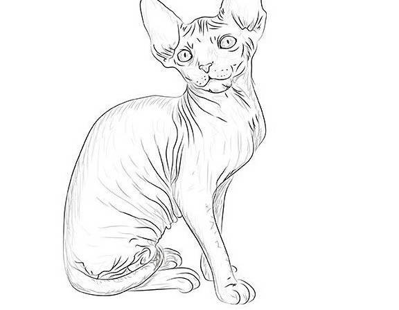 Раскраска сфинкс кошка