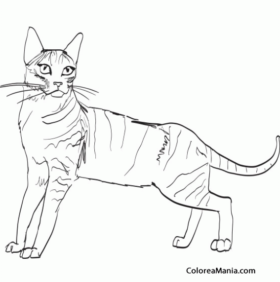Кошки. Раскраска