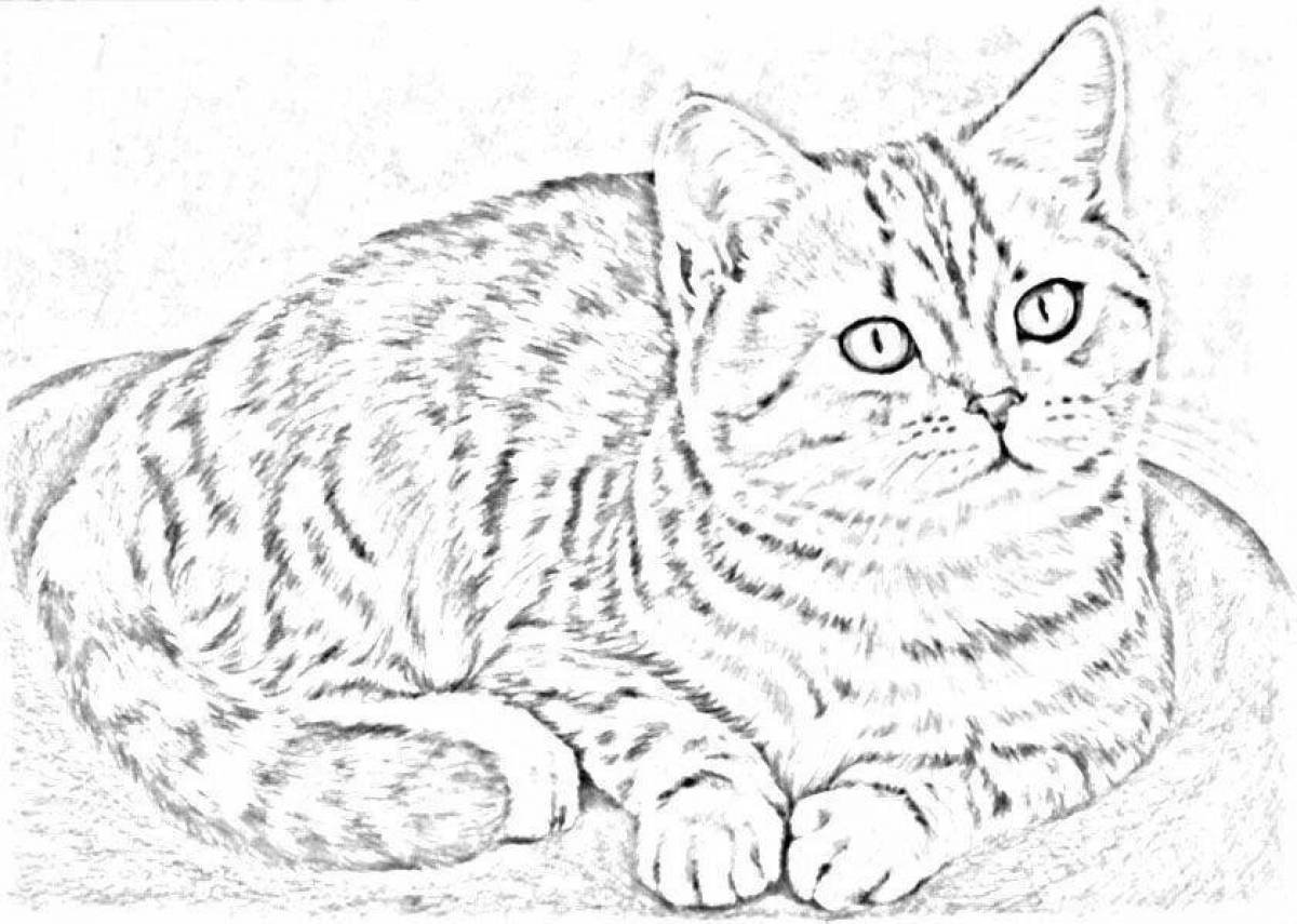 Кот британец рисунок - 80 фото