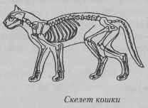 Скелет кошки сбоку