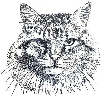 Сибирский кот раскраска