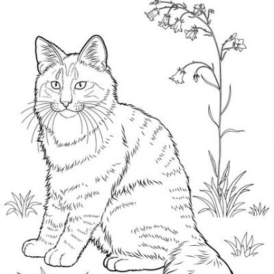 Раскраски котики вислоухие