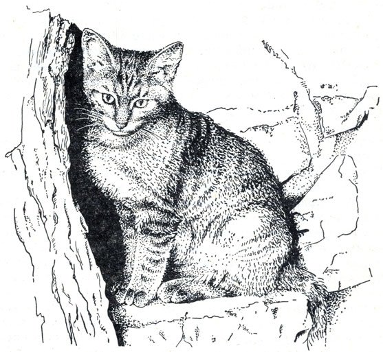 Раскраски кошка лесная (45 фото)