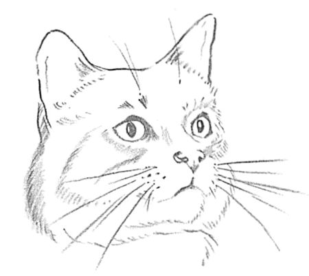 Портрет кота рисунок карандашом