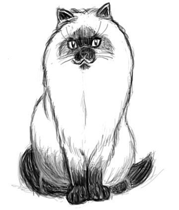 Гималайская кошка