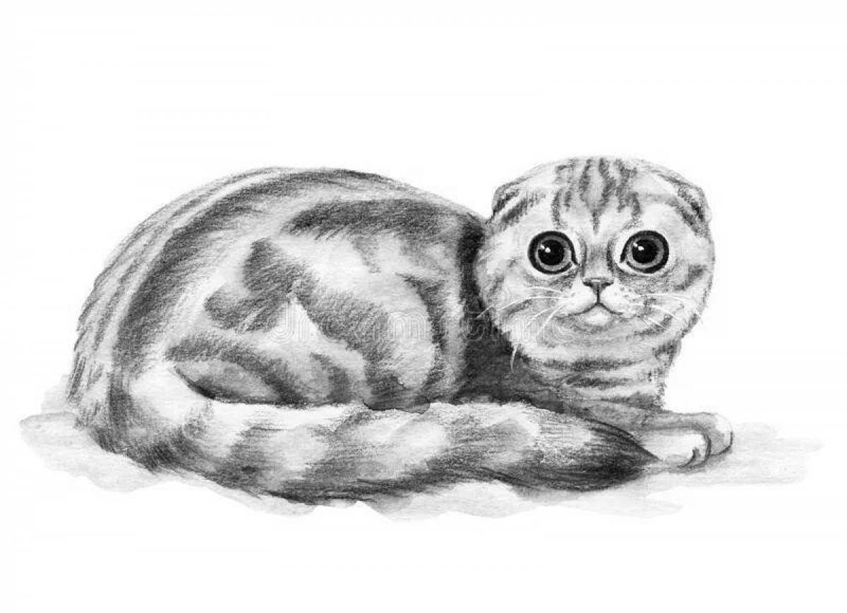 Как нарисовать шотландскую вислоухую кошку простым карандашом поэтапно
