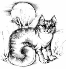 Кошка которая гуляла сама по себе раскраска