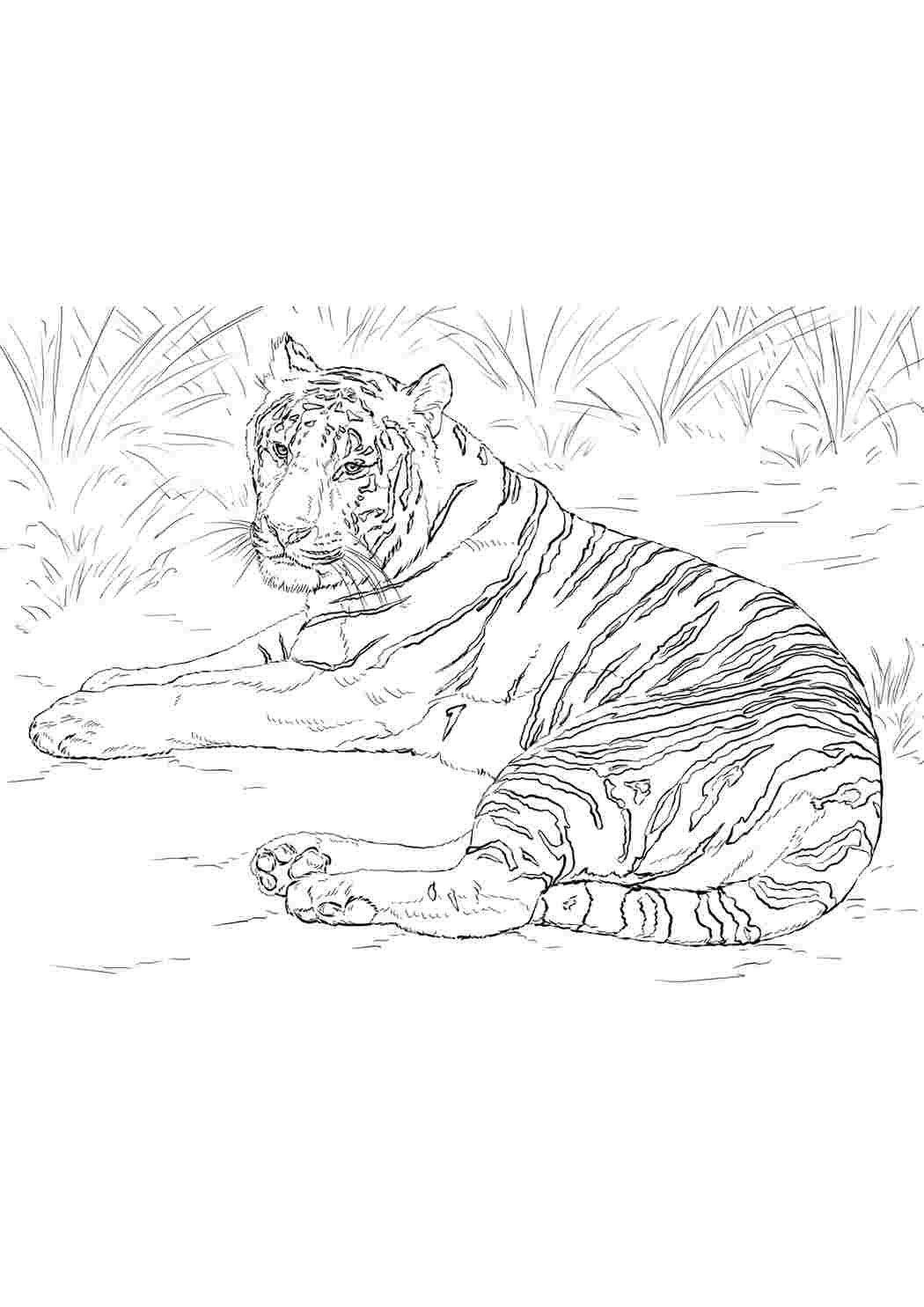 Раскраска тигр - 67 фото
