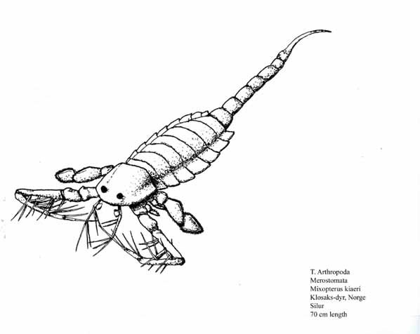Морской Скорпион раскраска