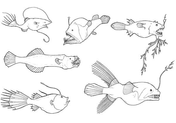 Глубоководные рыбы раскраска