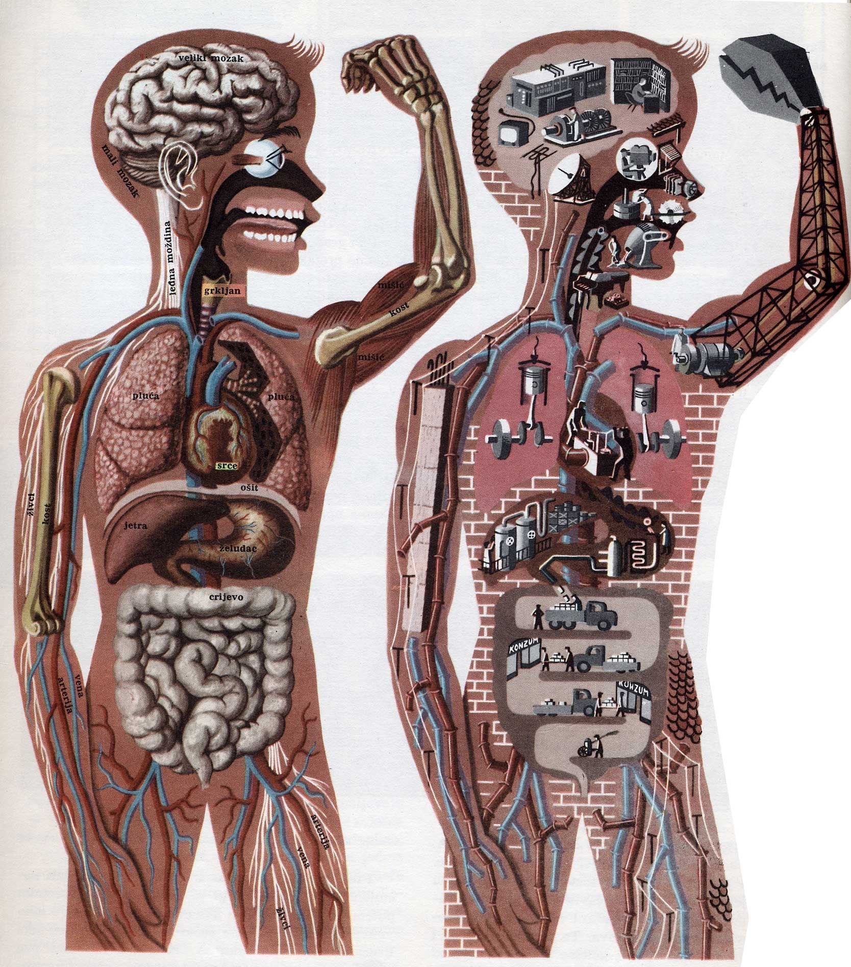 Наличием человеческого в человеке. Тело человека. Человеческий организм. Смешная анатомия. Анатомия человека медицина.