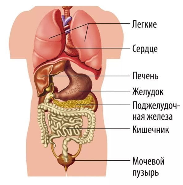 Картинки строение человека внутренние органы (46 фото)
