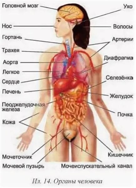 Анатомия человека внутренние органы женщины