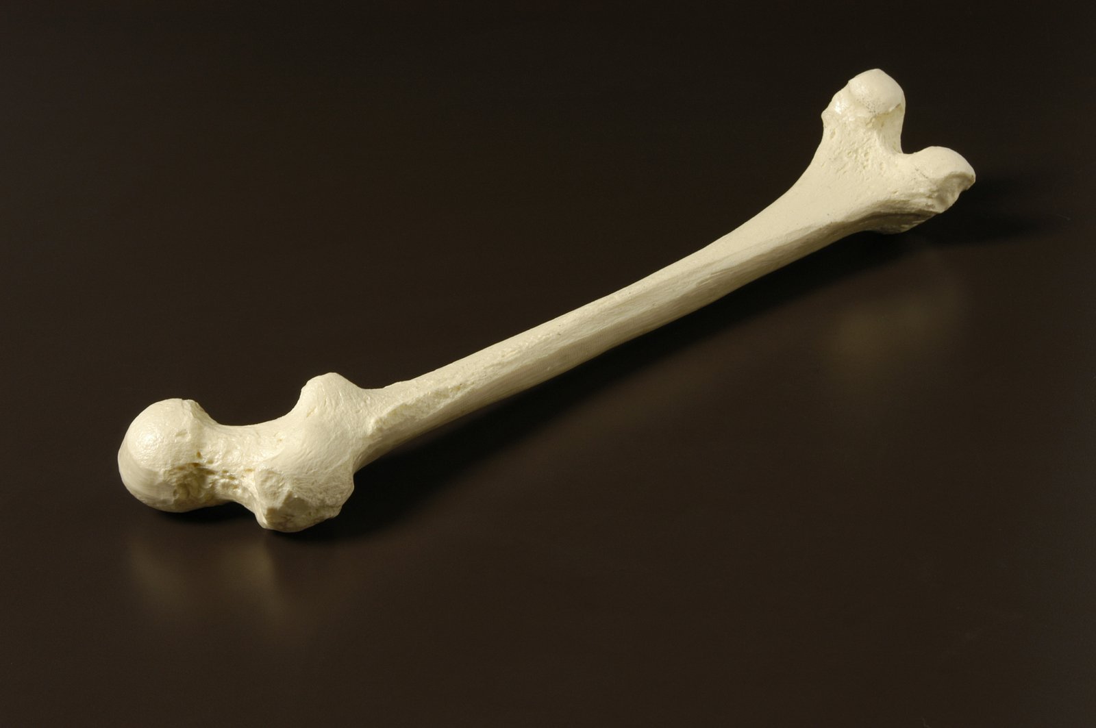 Le bones. Кость. Кости человека. Бедренная кость.