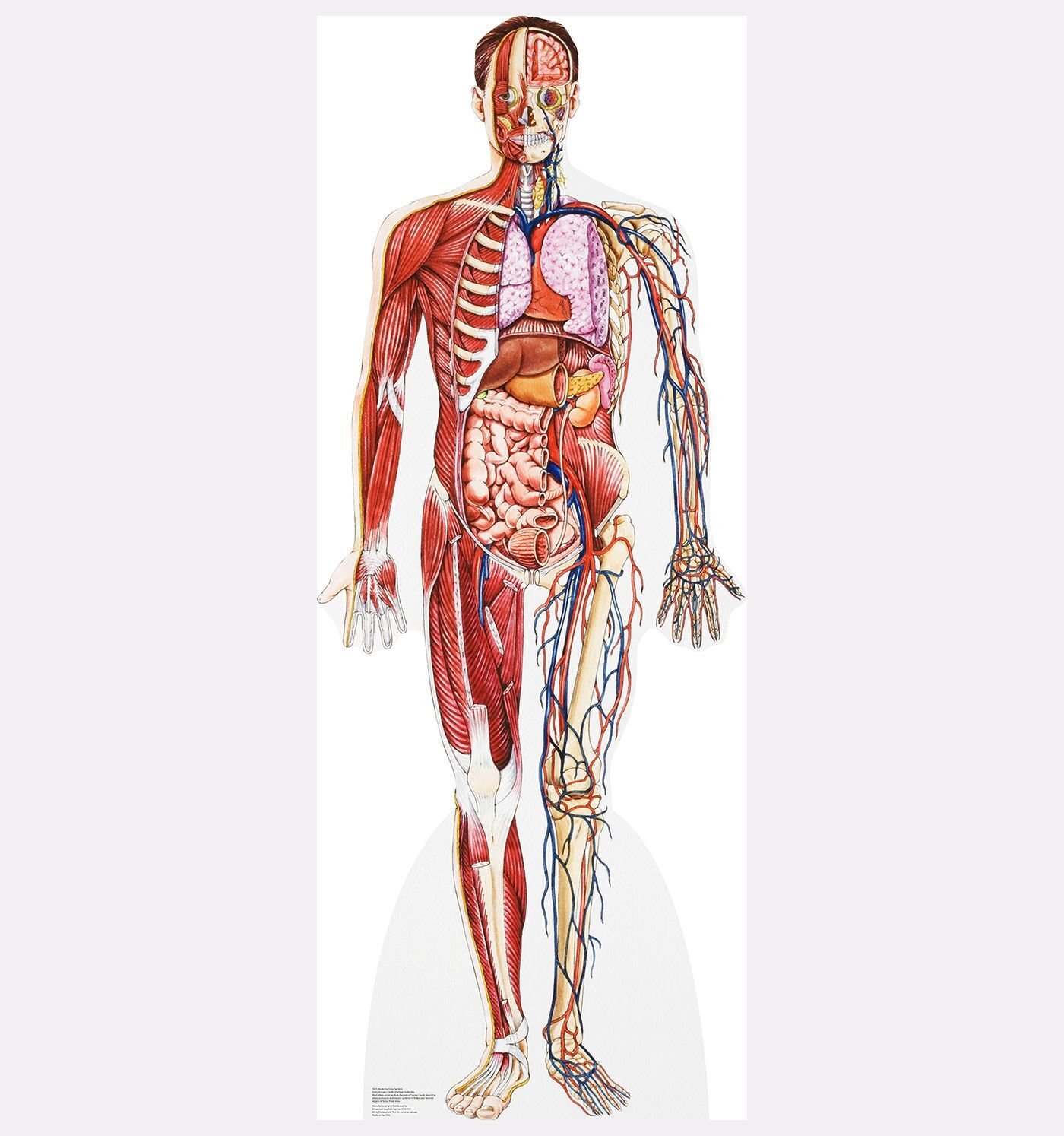 Стоковые фотографии по запросу 3d анатомия органы