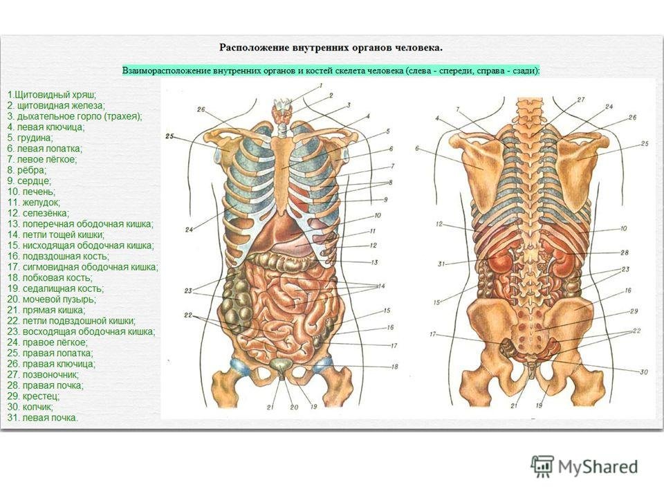 Анатомия человека в картинках