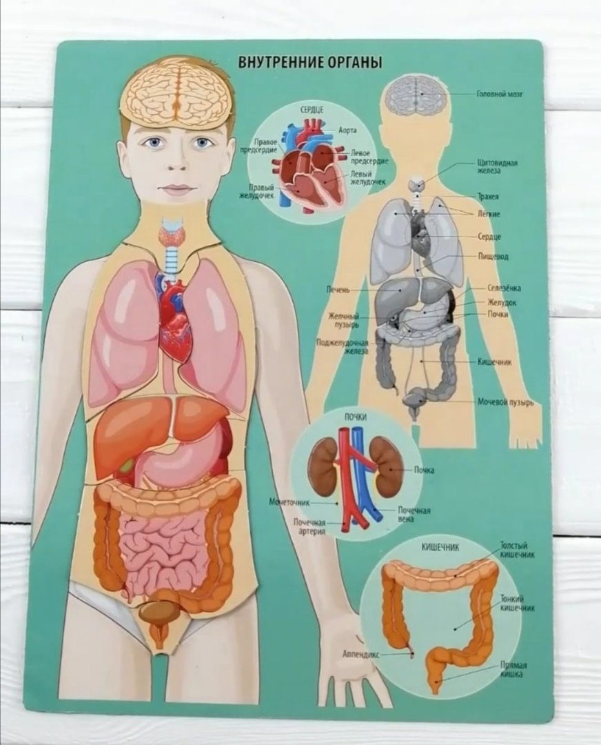 Строение человека модель 2 класс. Внутренние органы. Внутренние органы для детей. Организм человека для дошкольников. Органы человека для дошкольников.