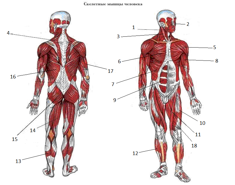Мышечный скелет человека анатомия. Мышечная система человека схема. Структура человека скелет мышцы. Мышечная система, сухожилия.. Назовите мышцы человека