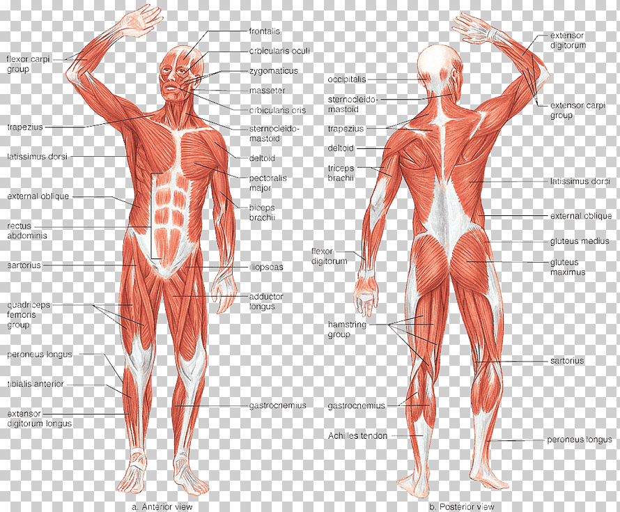 Мышечная система человека анатомия. Атлас мышечной системы человека анатомический. Мышечная система человека схема. Анатомия человека атлас скелет и мышцы. Назовите мышцы человека