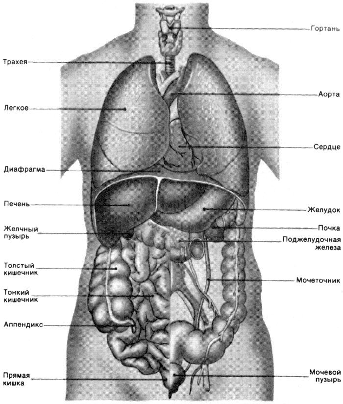 МЕДПРОФ / Анатомия человека: атлас-раскраска