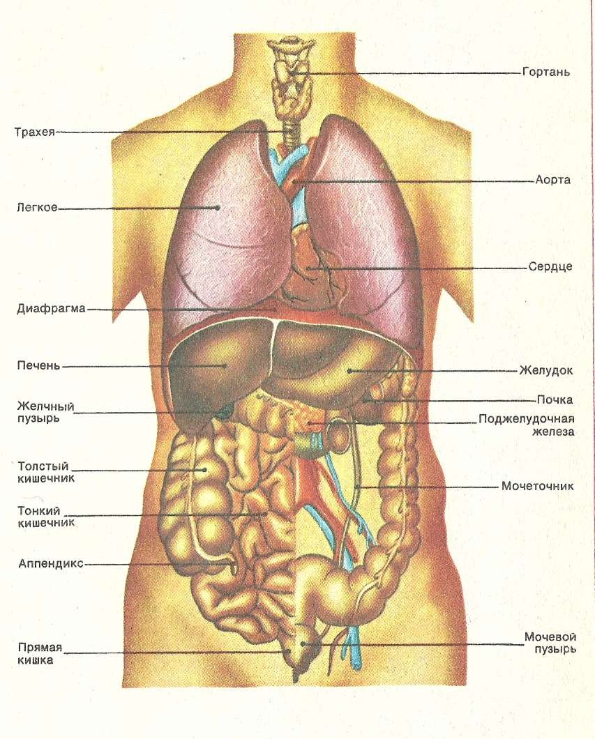 Строение человека органы названия. Анатомия внутренних органов брюшной полости женщины. Схема расположения внутренних органов брюшной полости. Схема органов брюшной полости женщины. Схема строения тела человека с внутренними органами.