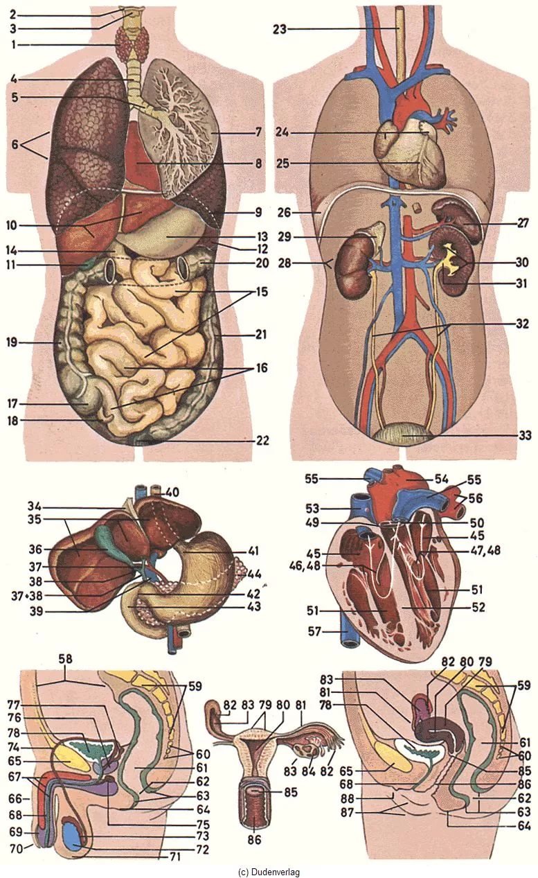 Anatomy: изображения без лицензионных платежей
