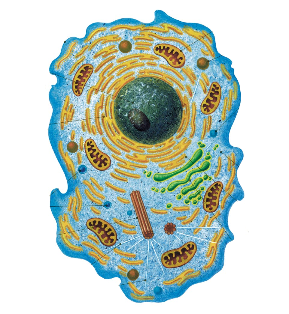 Живая клетка покрыта. Эукариоты Живая клетка. Строение животной клетки биология. Биология строение эукариотической клетки. Животная клетка эукариот.