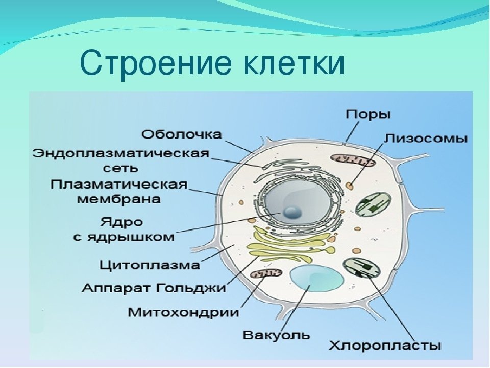 Биология 5 класс самое главное. Структура живой клетки. Основные части клетки анатомия. Основные части клетки схема. Строение растительной и животной клетки 9 класс.