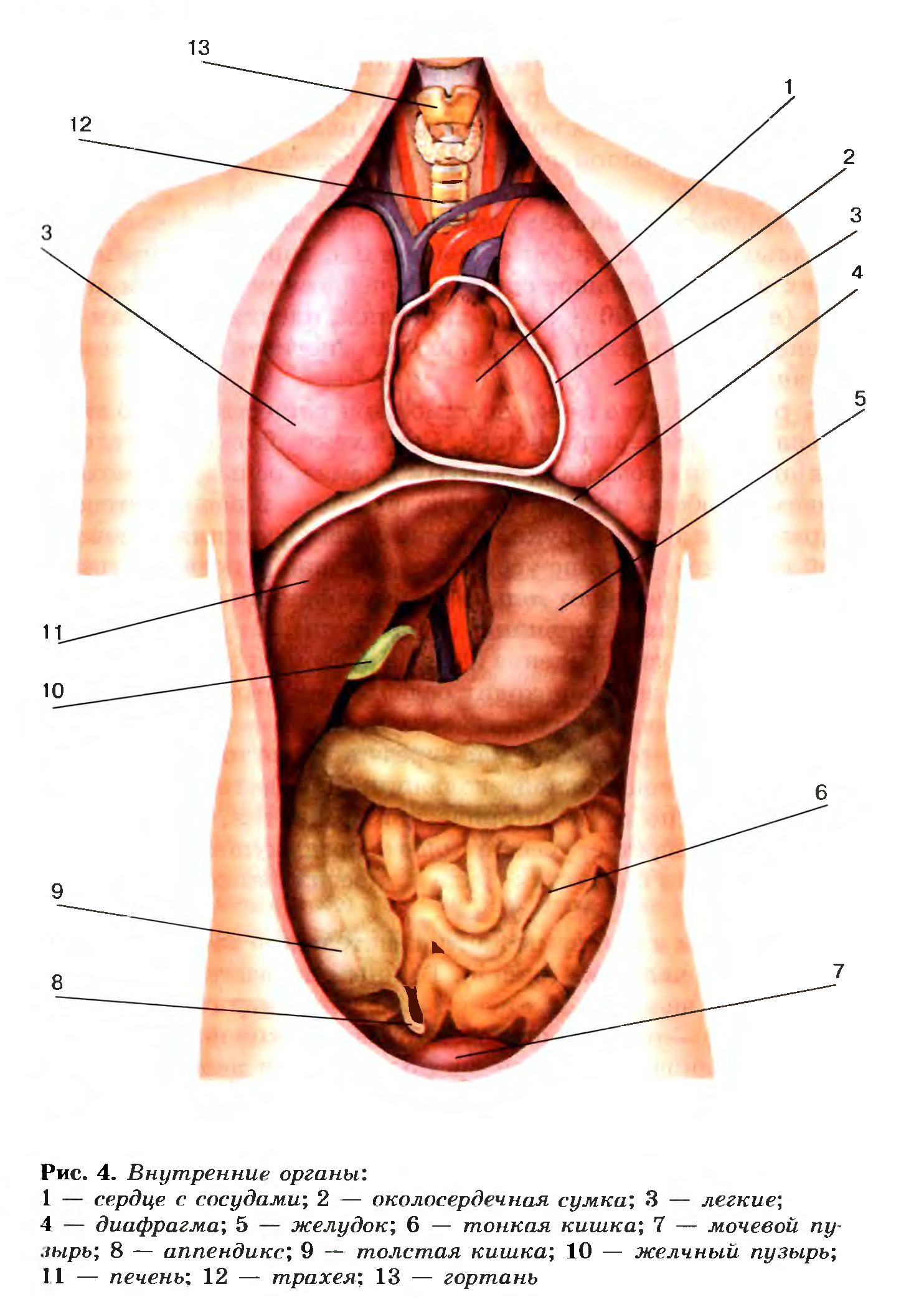 Модель организма человека с изображением органов в картинках
