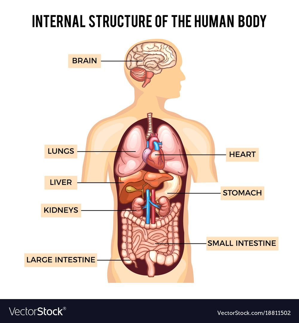 Анатомия человека: строение внутренних органов и тела у женщин, мужчин с фото