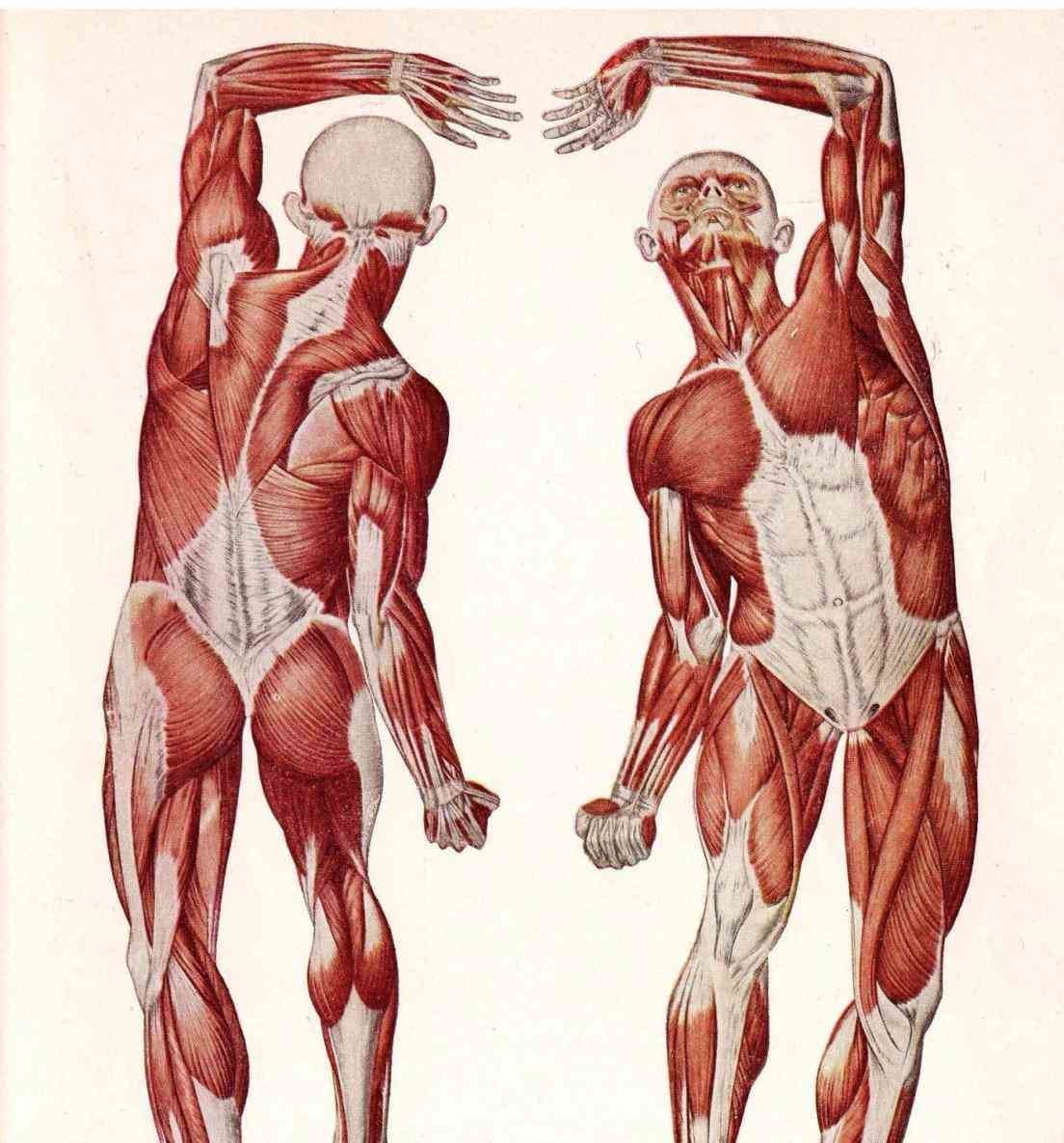 Строение скелет мышцы. Мышечная система человека анатомия. Мышцы тела человека анатомия. Миология анатомия. Мускулатура тела человека анатомия.