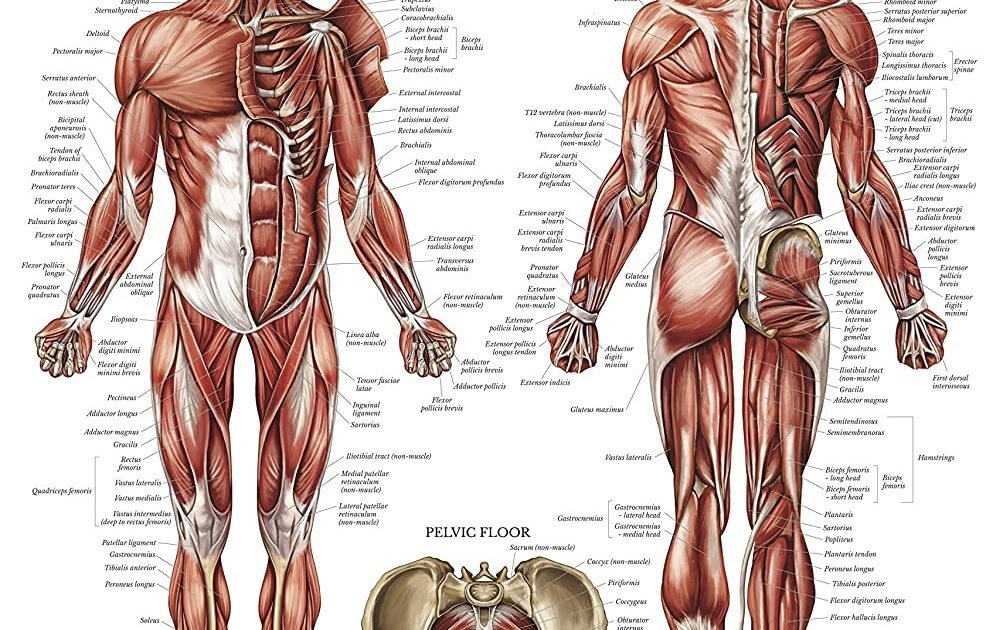 Передняя часть человека. Атлас мышечной системы человека. Строение человека мышцы анатомия. Мышечная система человека схема для массажа. Атлас анатомия человека мышечная система.