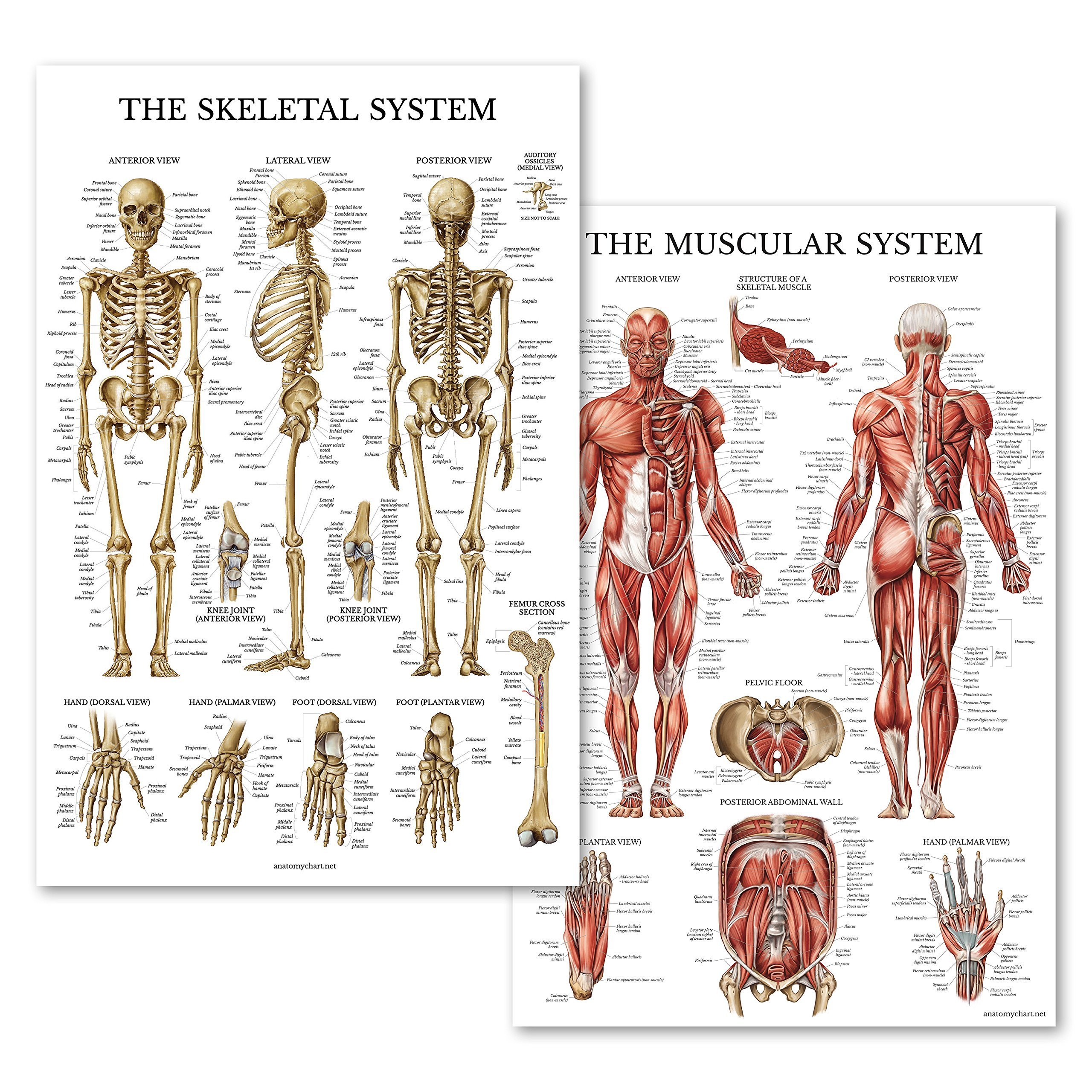 Анатомический плакат. Атлас анатомия человека мышечная система. Мышечная система человека анатомия плакат. Скелетная система человека плакат. Атлас секционной анатомии человека. Костно-мышечная система.
