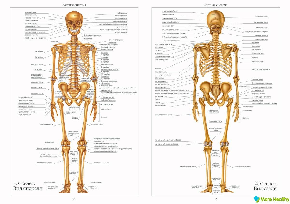 Скелет человека - красивые картинки ( фото)
