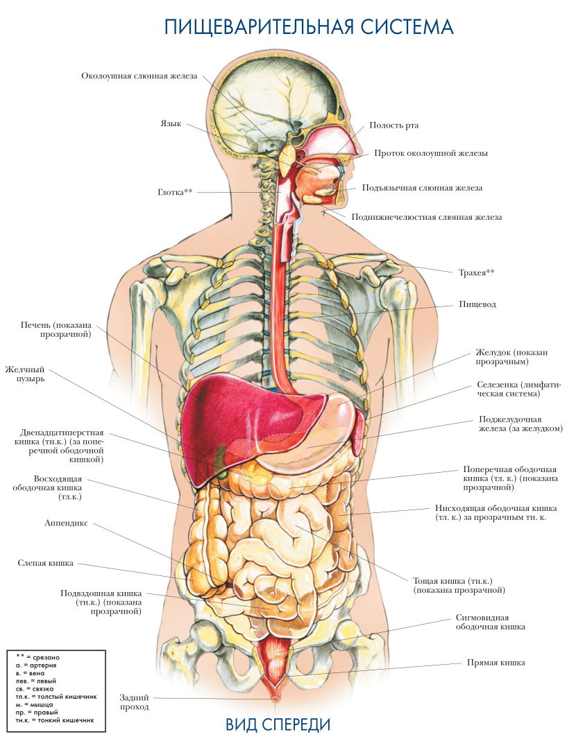 Анатомия строение организмов и органов