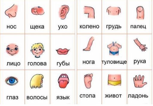Карточки части тела