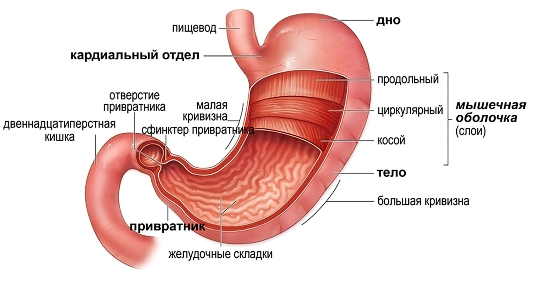 Строение желудка биология. Внешнее строение желудка анатомия. Желудок строение анатомия атлас. Строение желудка человека привратник. Привратник желудка анатомия.